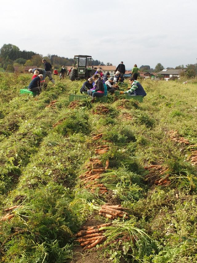 Karottenernte von Hand