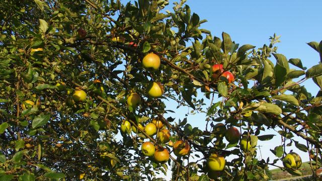 Äpfel alte Sorten